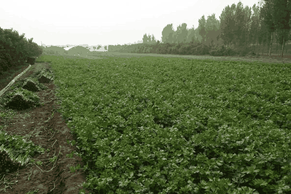 芹菜高产的小技巧有哪些(芹菜高产的小技巧是什么)